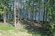 Wooded Area